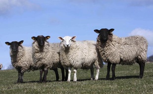 Des moutons dans un champ.
