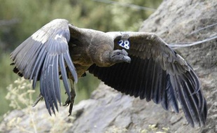 Un condor des Andes est né en captivité vendredi au parc "Les Aigles du Léman" de Sciez (Haute-Savoie), un événement très rare en Europe et dans le monde, a annoncé le directeur du parc à l'AFP.