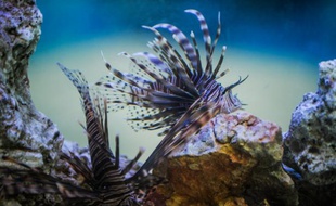 Deux rascasses dans un aquarium à La Havane le 2 juin 2016