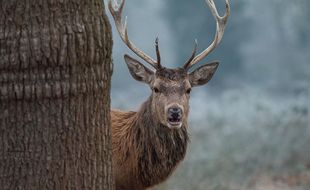 Un cerf dans les bois. Illustration.