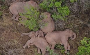 Les éléphants, observés en train de faire la sieste ce lundi.