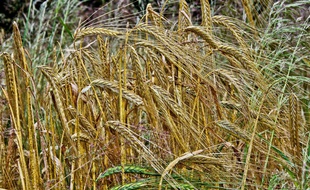 Culture de blé. Image d'illustration.