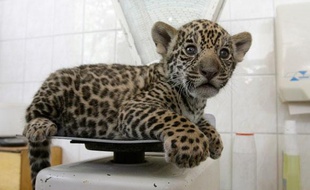 Un Chinois avait prévu d'acheter les bébés jaguars et de les emmener au Honduras. (Illustration).