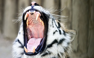 Un tigre, illustration
