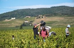 Pourquoi les propriétés peinent-elles à recruter des saisonniers pour les vendanges ?