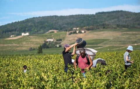 Pourquoi les propriétés peinent-elles à recruter des saisonniers pour les vendanges ?