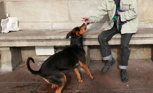 illustration SDF et leur chien