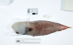 Des scientifiques australiens ont, en mai 2017, pêché dans l’océan Pacifique, au sud de Sydney (Australie), un poisson qui était présumé disparu depuis 1873.
