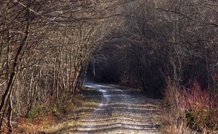 Un chemin forestier (image d'illustration)