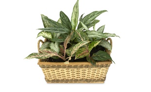 Les feuilles du dieffenbachia, une plante répandue, sont toxiques.