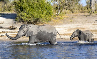 Les longues périodes de gestation et d'allaitement et des éléphants ne sont pas compatibles avec le travail de la femelle.