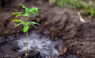 planter une foret