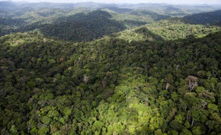 Une enquête a été ouverte par le parquet de Cayenne pour "faux et usage de faux" concernant des documents d'impact écologique versés au dossier qui a débouché sur l'attribution d'un permis minier dans le Parc amazonien en Guyane, a-t-on appris jeudi.