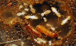 Des termites