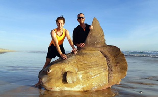 Un poisson-lune de 1,8 mètres a été découvert sur une plage, près du fleuve Murray, en Australie, le 16 mars 2019.