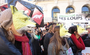 A Nice, les pro-loup se sont réunis pour lutter contre leur « éradication ».
