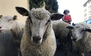 Des moutons urbains lors de première édition de la Transhumance du Grand Paris (6-17 juillet 2019), organisée par Enlarge Your Paris, Les Berges urbains, le Grand Paris. Etape du 10 juillet : Ecole vétérinaire de Maison-Alfort, parc départemental des Cormailles (Ivry), parc du Coteau (Arcueil).
