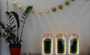 Bloom, le cultivateur de spiruline fraîche de la start-up Alg & You sera mis en pré-vente mi-novembre 2017.
