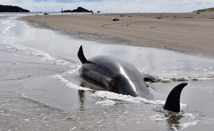 Un dauphin mort après s'être échoué dans la baie de Tasmanie, en Australie, le 24 septembre 2020.