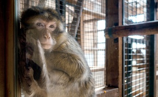 Un macaque crabier (illustration).