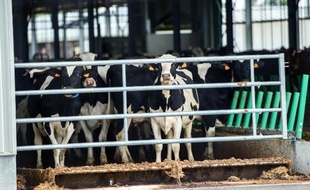 Des animaux de la ferme dite aux mille vaches, le 30 mai 2015 à Ducrat, dans la Somme