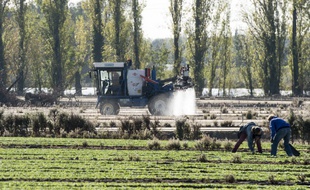 Un champ aspergé de pesticides. (illustration)