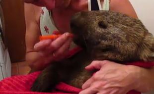 L'animal s'était réfugié dans la véranda d'un couple âgé en Australie.