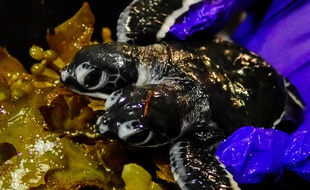 Le petite tortue à deux têtes née en Malaisie n'a survécu que quelques jours.