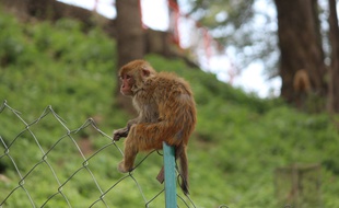 Illustration d'un macaque rhésus.