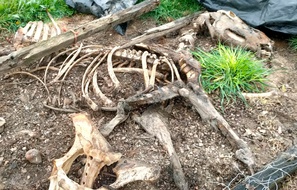 Un cadavre de cheval découvert samedi sur la commune de La Roche-Blanche en Loire-Atlantique.