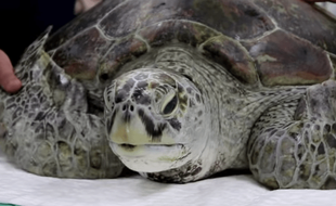 La tortue Tirelire a été opérée pendant 7 heures dans une clinique vétérinaire de Bangkok (Thaïlande) pour retirer les 915 pièces de monnaie dans son estomac.