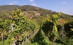 Les vendanges sont fixées au 12 septembre en Alsace pour les vins non pétillants