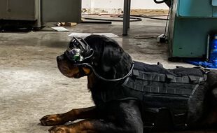 L’armée américaine équipe ses chiens de lunettes de réalité augmentée