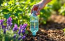 L’astuce secrète des jardiniers écolos pour arroser ses plantes tout l’été sans rien dépenser : partez en vacances l’esprit tranquille !