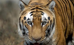 Le succès des efforts pour sauver les tigres sauvages, thème d'un sommet en Russie, va en grande partie dépendre de l'efficacité des mesures prises en Inde pour protéger cet animal emblématique menacé de disparition, selon les experts.