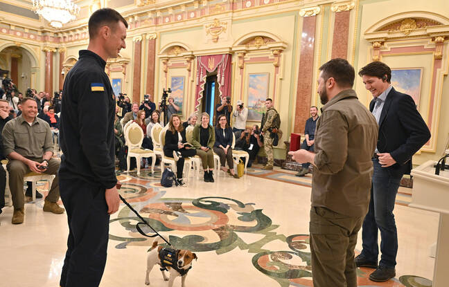 Guerre en Ukraine : Volodymyr Zelensky remet une médaille à Patron, un chien détecteur d'explosifs