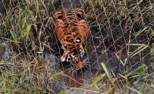 La Grande-Bretagne a accumulé les mauvaises nouvelles sur le front animalier avec les annonces mardi de la noyade d'un bébé tigre au zoo de Londres et la fausse couche du panda géant Tian Toan à celui d?Édimbourg
