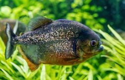 Piranhas : que mangent-ils, pourquoi mordent-ils et faut-il en avoir peur ?