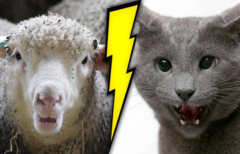 Video Un Chat Et Un Mouton Sont Dans Un Enclos Et A La Fin Qui Est Ce Qui Gagne