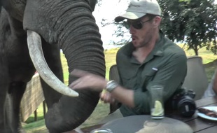 Un touriste américain agressé par un éléphant au Zimbabwe.
