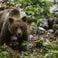 À douze ans, il abat un ours et sauve son père d’une mort certaine