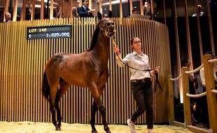 Le prix le plus élevé a été atteint dimanche avec une fille de l'étalon vedette Dubawi et de Prudenzia vendue 1,625 million d'euros à l'écurie Godolphin.