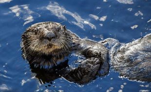 Illustration d'une loutre de mer.