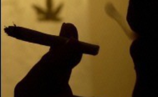 Les consommateurs reçus dans les "consultations cannabis" mises en place début 2005 sont à 80% des garçons, ont en moyenne 21 ans et font à 63% un usage régulier ou quotidien du produit psychoactif illicite le plus consommé en France, selon une étude rendue publique jeudi.