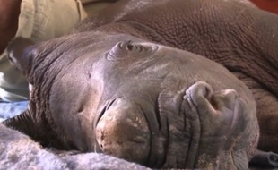Orion, le rhinocéros élevé au biberon.