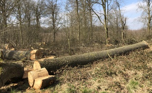 Une centaine de chênes ont été abattus en forêt de Mormal