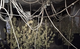 Les plants de cannabis étaient entreposés dans la cave du logement.