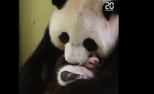 Capture d'écran du bébé panda Mini Yuan Zi du zoo de Beauval.