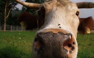 Illustration d'une vache dans un pré