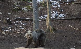 Un ours brun comme ceux des Pyrénées. Illustration.